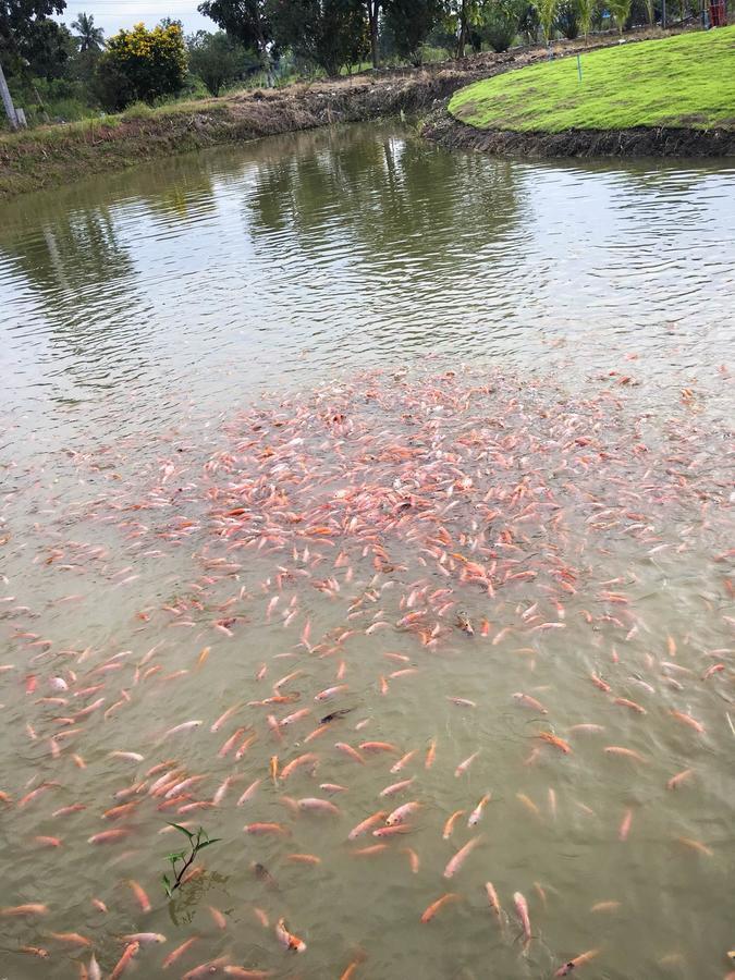 Menam Resort Nakhon Pathom Luaran gambar